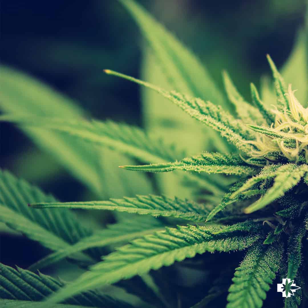 How to Get a Florida Marijuana Card (Florida MMJ Card)