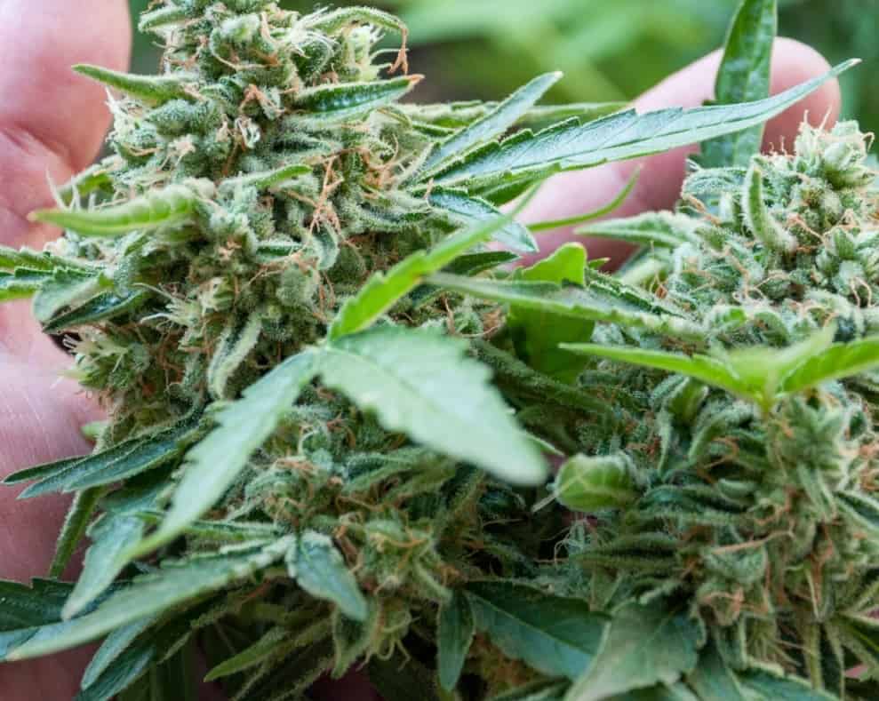 Exploring Cannabis for PTSD in Florida
