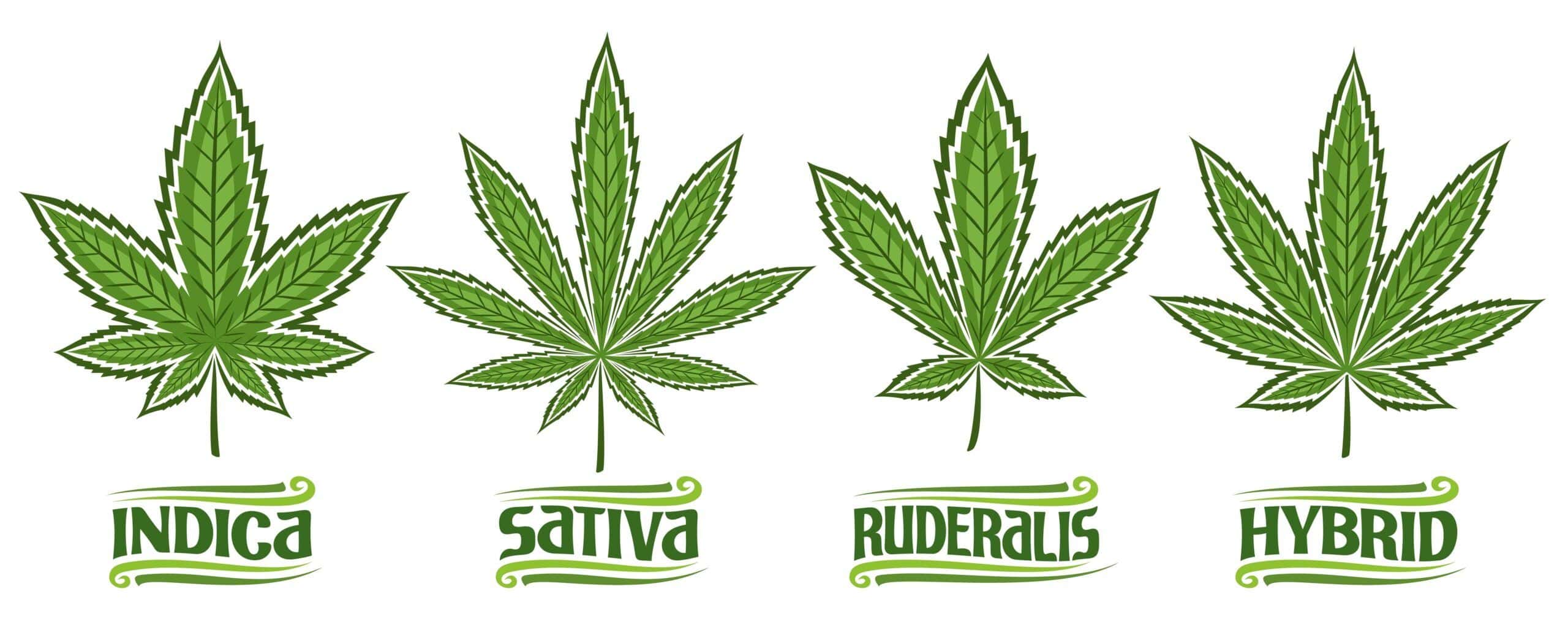 Are Different Strains or Products Available?